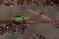 Leptophyes punctatissima