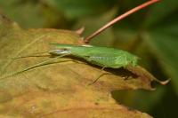 Phaneroptera nana