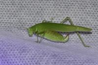Phaneroptera nana