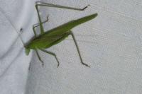 Phaneroptera nana