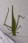 Phaneroptera nana