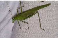 Phaneroptera nana