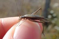 Oecanthus pellucens pellucens