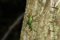Leptophyes punctatissima
