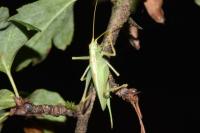 Meconema thalassinum