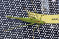 Tettigonia viridissima