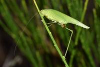 Phaneroptera nana