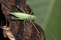 Meconema meridionale