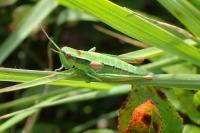 Euthystira brachyptera brachyptera