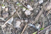 Oedipoda caerulescens caerulescens