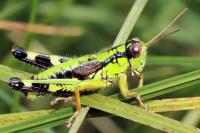 Miramella alpina subalpina