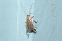 Planuncus vinzi