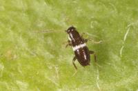 Planuncus vinzi