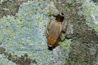 Planuncus vinzi