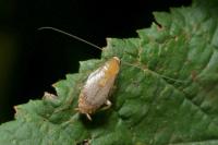 Planuncus vinzi