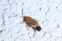 Planuncus vinzi