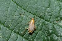 Planuncus vinzi