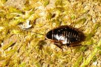 Ectobius sylvestris