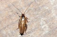 Ectobius lapponicus