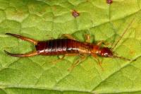 Apterygida albipennis