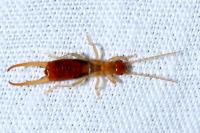 Apterygida albipennis
