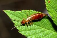 Apterygida albipennis