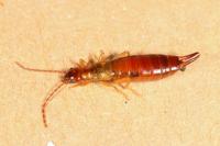 Apterygida albipennis