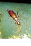Forficula auricularia