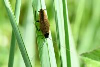 Ectobius lapponicus