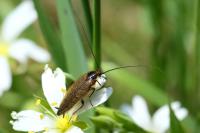 Ectobius lapponicus