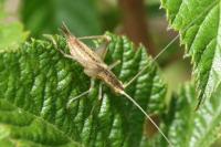 Oecanthus pellucens pellucens