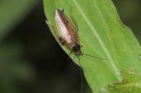 Ectobius lapponicus