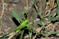 Meconema thalassinum