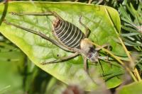 Ephippiger diurnus diurnus
