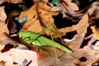 Phaneroptera nana