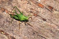 Leptophyes punctatissima