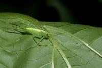 Meconema meridionale