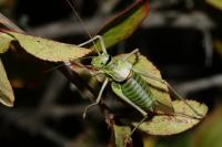 Ephippiger diurnus diurnus