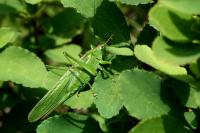 Tettigonia viridissima
