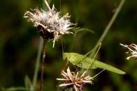 Phaneroptera falcata