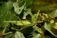 Phaneroptera falcata