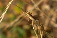 Oecanthus pellucens pellucens