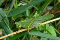 Tettigonia viridissima