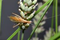 Oecanthus pellucens pellucens