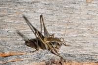 Pholidoptera griseoaptera