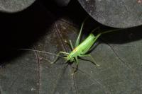 Meconema meridionale