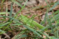 Tettigonia viridissima