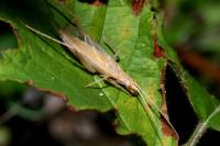 Oecanthus pellucens pellucens