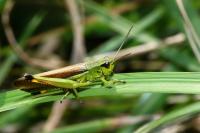 Stethophyma grossum