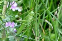 Tettigonia viridissima